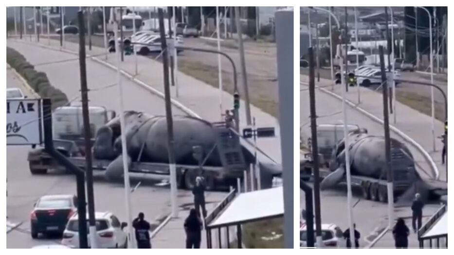 Aparecieron cinco ballenas muertas en Puerto Madryn en menos de 48 horas: las hipótesis