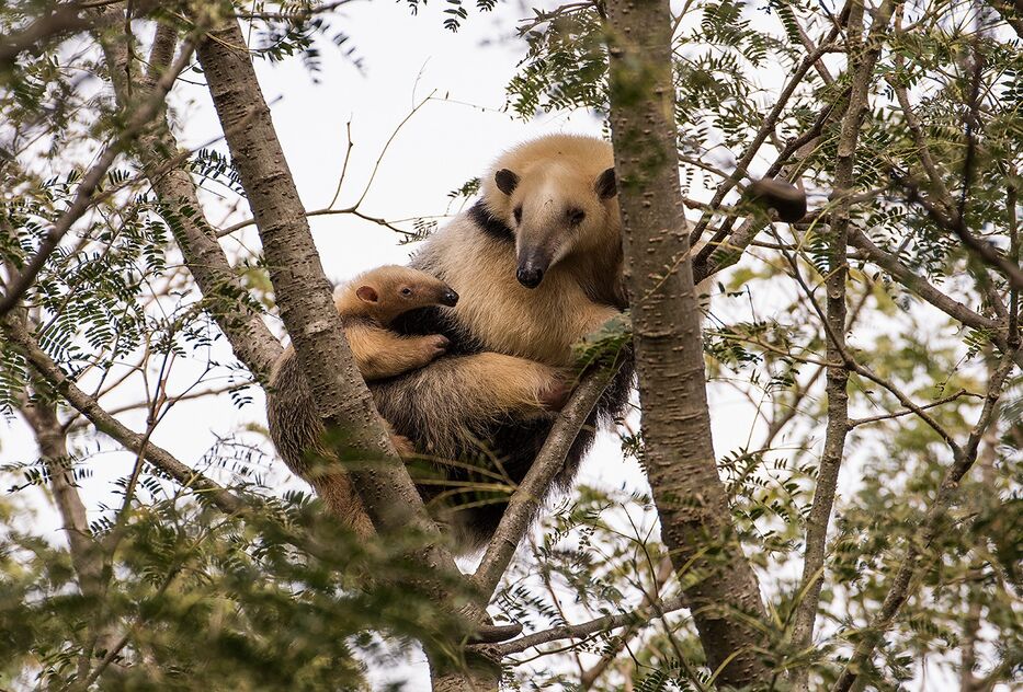 Un oso hormiguero autóctono en el Mbopicuá.