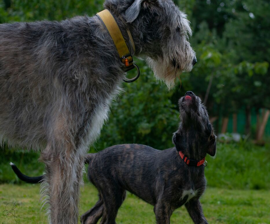 ¿Por qué los perros grandes envejecen más rápido que los chicos?